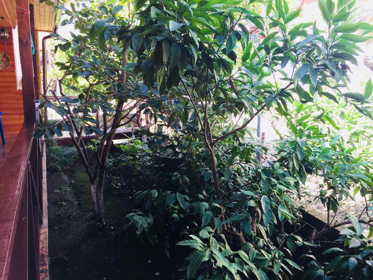 Guest House Nana Gagra Bagian luar foto